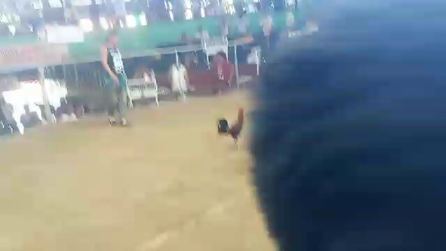 MARKENLIT dalusapi vs mayahin win fighting for champion 3x winner