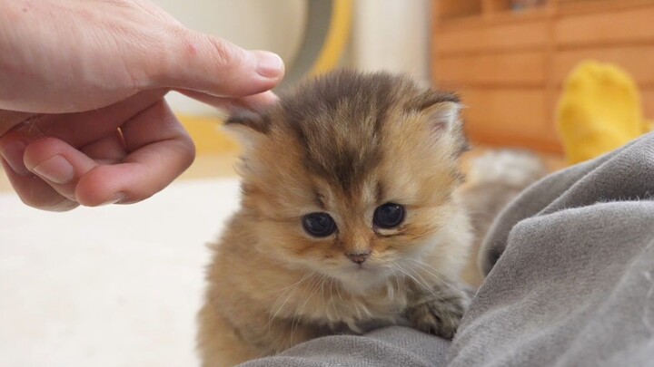 Teaching the little kitten to eat canned food; once it’s full, it starts climbing all over me!
