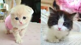 Tingkah Bayi Kucing Lucu Bikin Gemes | Funny Cute Cats And Kittens