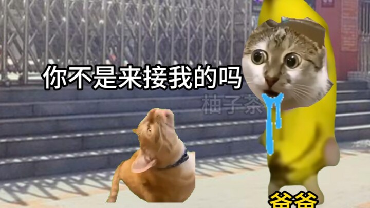 妈妈接你VS爸爸接你