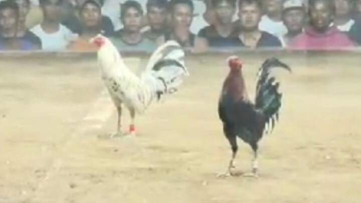 Boss Bambe 2 hits entry 1st fight win🐓