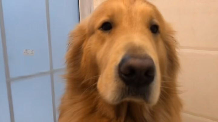 Dog|Golden Retriever Rushing in Rain