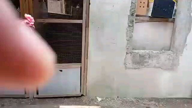 R.R.J.gf S.A.Q gilmore tupada line draw tayo mga idol ganda sana ng mga palo tibay ng kalaban