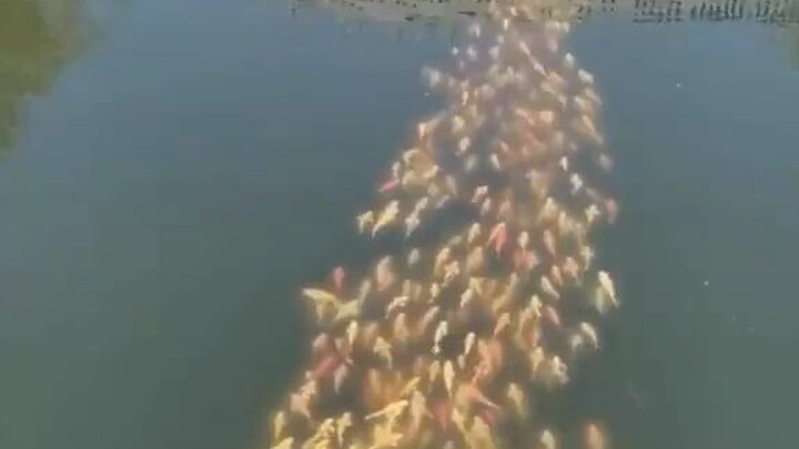 This duck really knows how to show off!