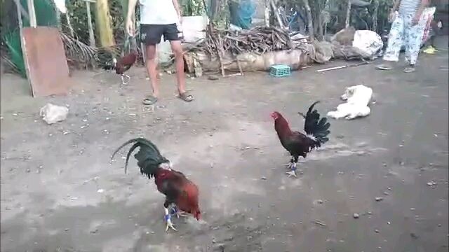 Kuba vs tirador