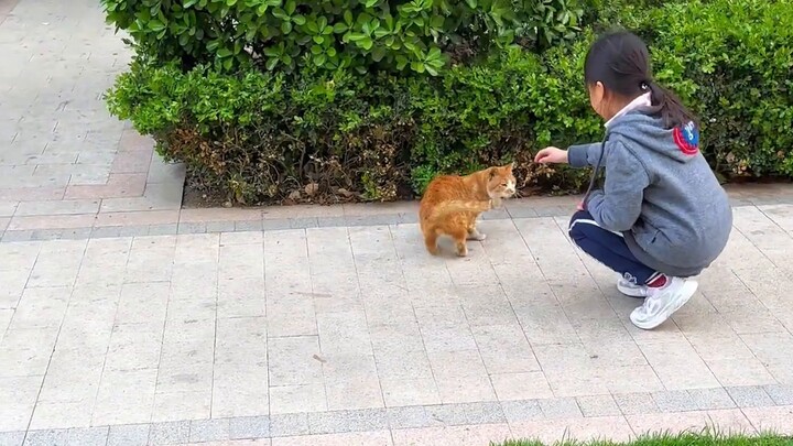 It’s time to upgrade the safety of the cat yard