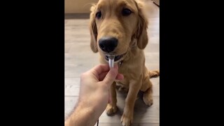 Đôi khi Sen không hiểu nổi chúng nó đang làm gì hài hước #doisonghay