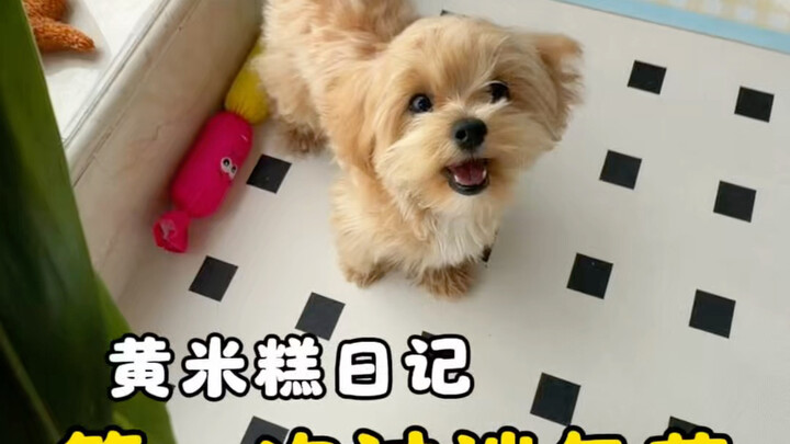 Guess how long it will take for Huang Migao to recognize “zongzi” and “tissues”…
