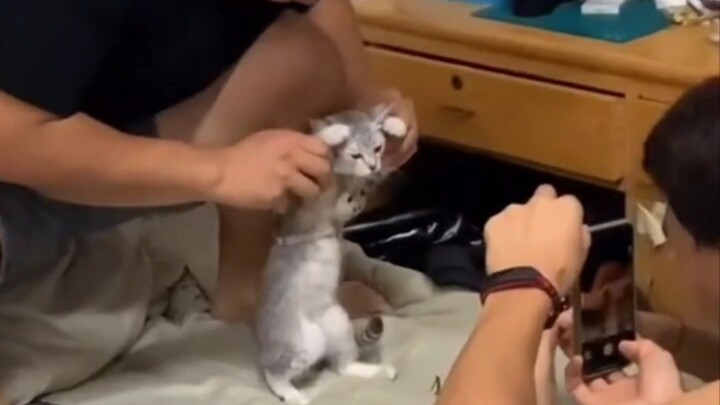 คู่มือพฤติกรรมชวนงงของการเลี้ยงแมวในหอพัก!