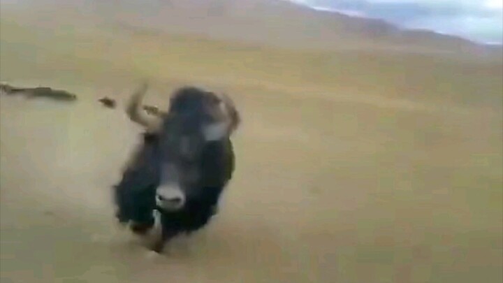 Plateau wild yak goes berserk, utterly wild!