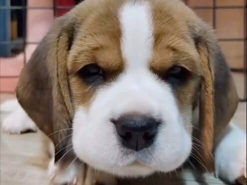Little Beagle keeps going “wer-wer-wer” nonstop.