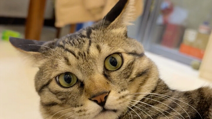 Asalkan aku bicara lebih dulu sebelum si kucing, dia nggak bakal bisa memarahiku!