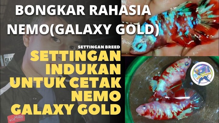 SETTINGAN UNTUK CETAK NEMO (GALAXY GOLD)❗RAHASIA NEMO (GALAXY GOLD) Edo Gagan❗