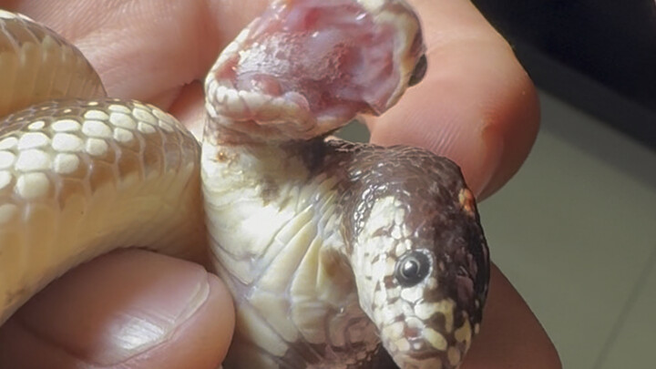 เรื่องเล่าขำขันของงูสองหัว: กินจนพุงกาง