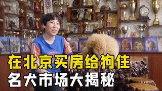 北京阿姨买房子专门用来养狗，名犬市场到底有多疯狂，纪录片