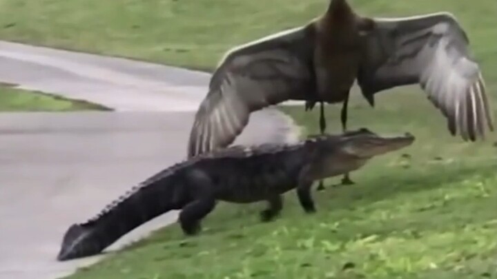 Florida tidak memelihara angsa pengangguran