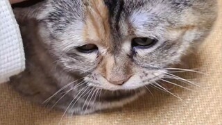 撸一只阳光快乐的小猫咪