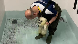 [大阪海游馆] 小环斑海豹的游泳课