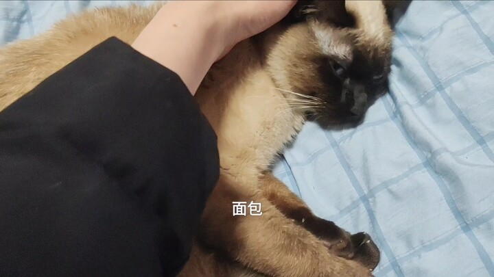 หัวหน้า ฉันคือขนมปังของคุณ↑↓