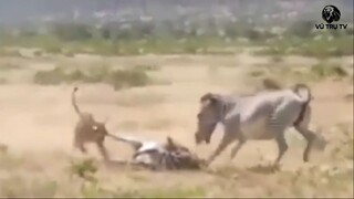 7 Lần Sư Tử Thất Bại Thảm Hại Trước Con Mồi Trong Trận Chiến Một Mất Một Còn - V