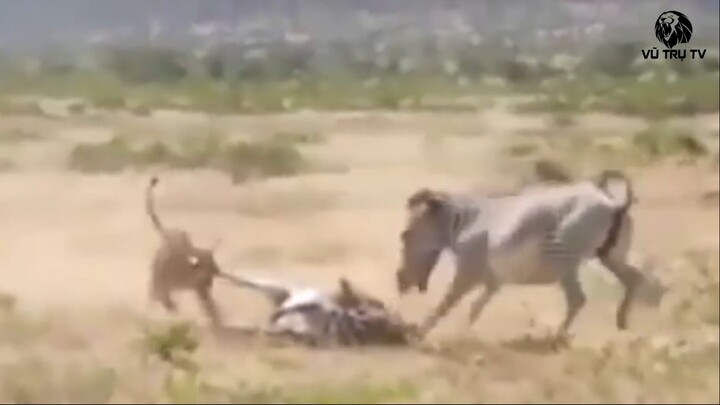 7 Lần Sư Tử Thất Bại Thảm Hại Trước Con Mồi Trong Trận Chiến Một Mất Một Còn - V