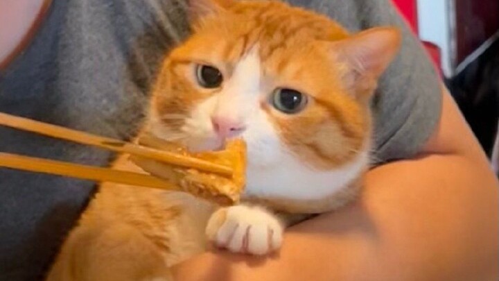 HIP, tetapi kucing mungil