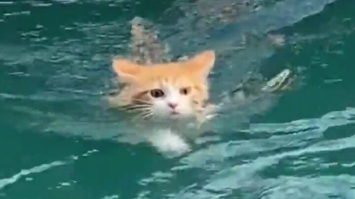 拜托！会游泳的小猫咪也太酷了吧！
