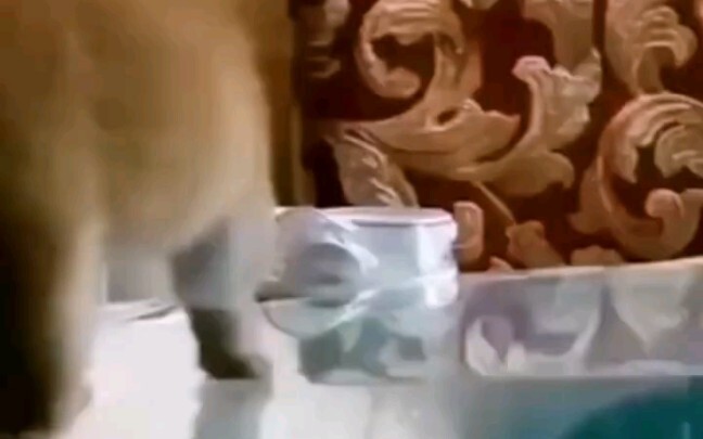 Thú tiến hóa của Shiba Inu!