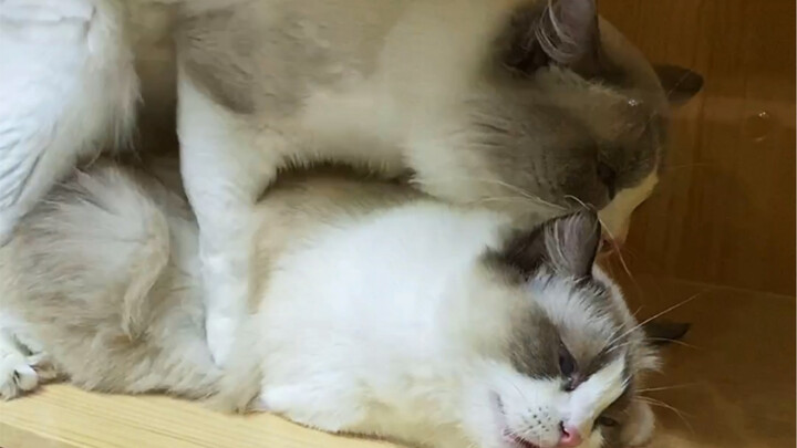 ดูเหมือนฉันเลย