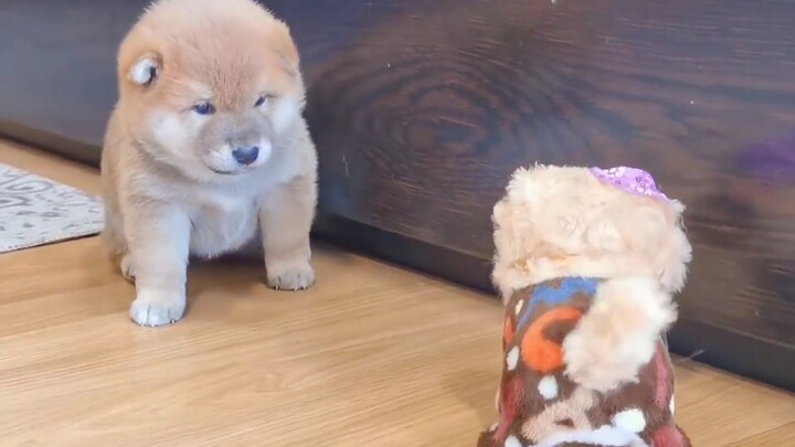 Ketika Shiro bertemu dengan mainan anjing kecil, mata mungilnya penuh kebingungan besar? [Shiba Inu 