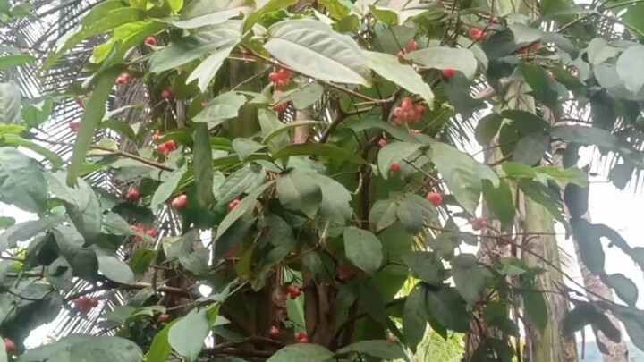 merah merona