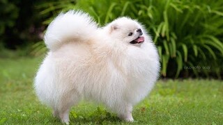 10 Loài Chó Nhỏ Nhất Và Dễ Thương Nhất Thế Giới