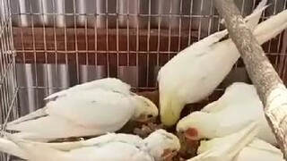 Cockatiel bird farm