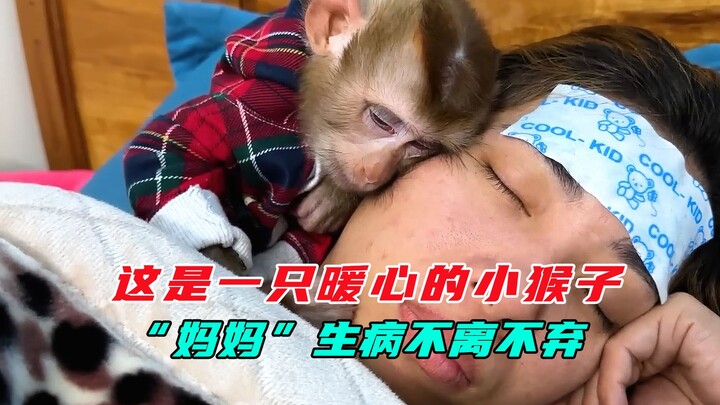 Chú khỉ con phát hiện “mẹ” bị ốm, lòng đầy xót xa liền giúp mẹ dán miếng hạ sốt, thật ấm lòng tình y