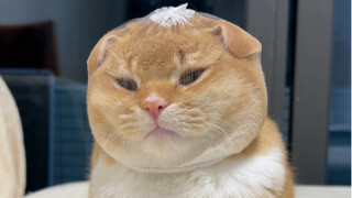 Behavioral quirks of cats that are constantly misunderstood—how many of these do *you* relate to?!