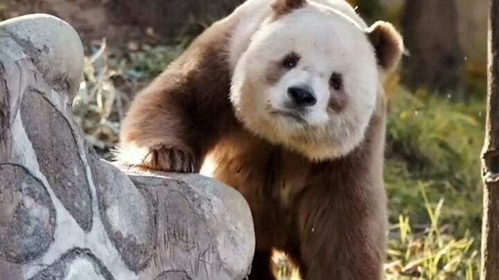 The love story of the giant panda Qizai—no wonder you’ve got a wife, haha!