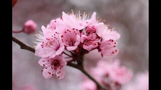 Top 10 Most Beautiful Flowers In the World