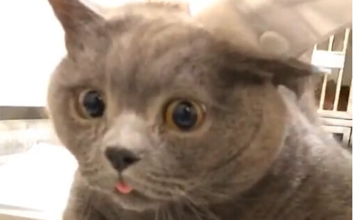 The small expression of the cat after being enema due to poor defecation