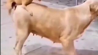 小样，我还玩不动你了！