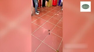 Kỳ lạ đôi bướm 'BAY VÒNG TRÒN' quanh cô dâu #doisongmoingay