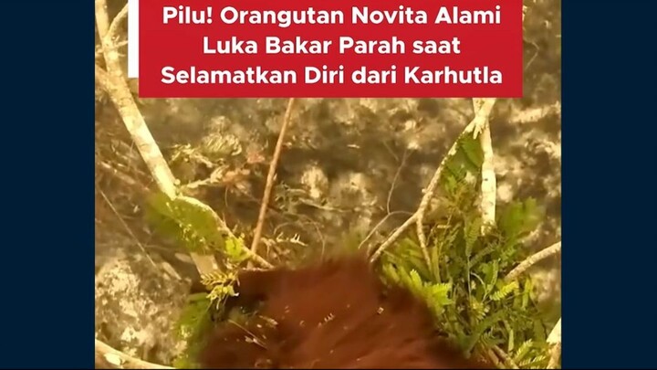 #beritaterkini #news #peringatandarurat #fyp