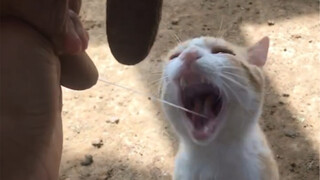 Berikan aku satu gigitan!