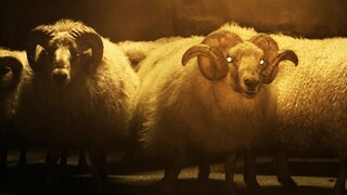 A24 tung trailer đầu tiên cho phim kinh dị "Sheep and Cub"