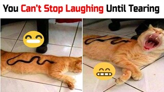 Funny Cat Videos 2021 😻 Try Not To Laugh Or Grin 😺 Challenge ❗