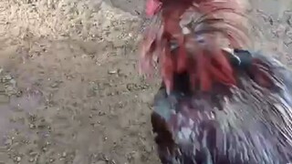 full brother gull