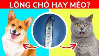 LÔNG CHÓ HAY MÈO? Các Bộ Phận Cơ Thể Con Người Dưới Kính Hiển Vi 1000x