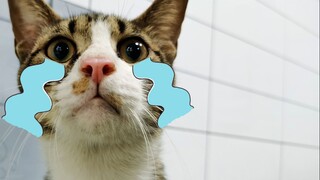 Stray cats hit porcelain, but this time, they kicked a metal plate