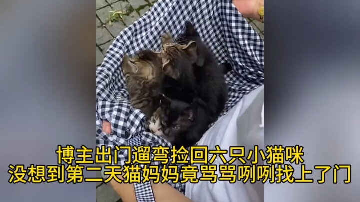 Blogger jalan-jalan keluar dan nemu enam anak kucing, nggak nyangka besoknya si induk kucing malah d