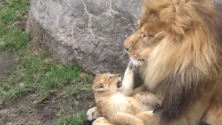 The little lion likes to lie in the male lion’s arms... Does the female lion seem to like it too?