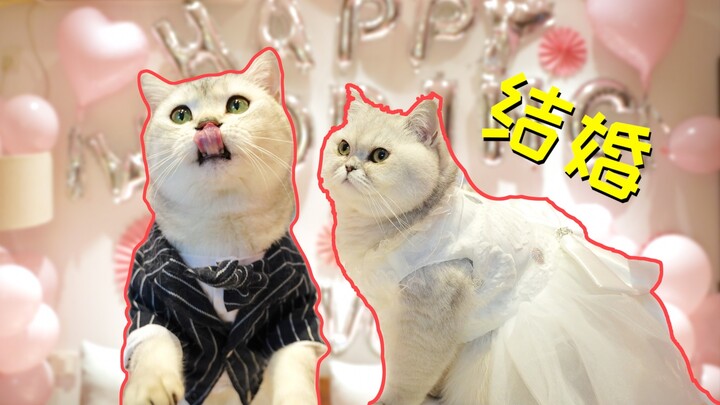At the internet-famous cat’s wedding, the sleepy bride, Little Fat Cat, just wants to chow down at t